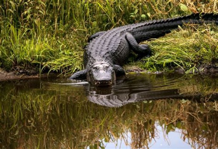 Do alligators live in brackish water?