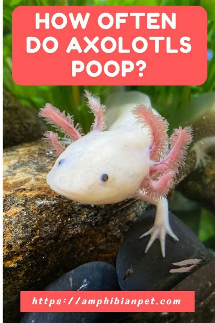 Do axolotls poop?