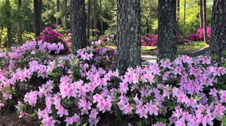 Do azaleas grow well under pine trees?