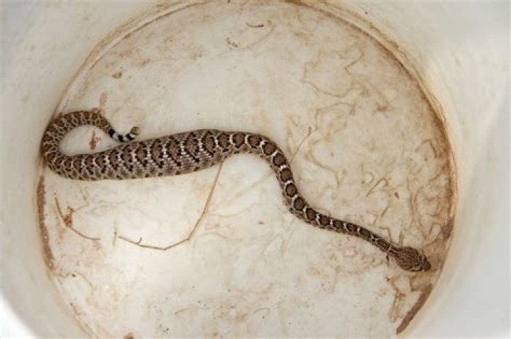 Do baby rattlesnakes have rattles?
