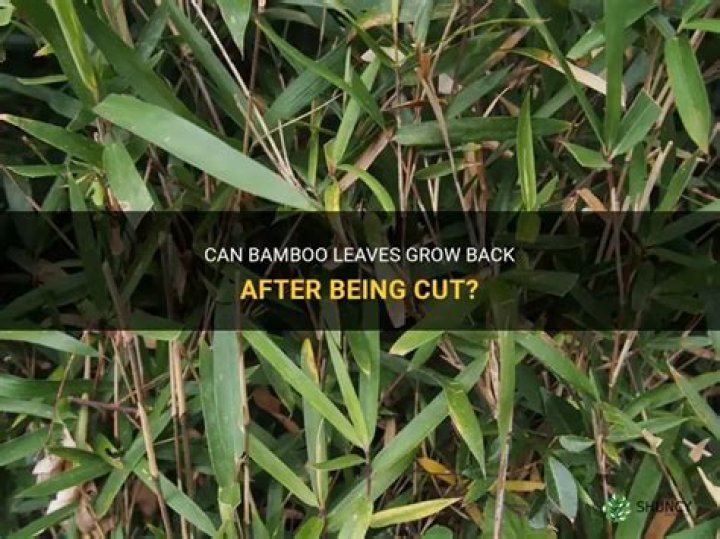 Do bamboo leaves grow back?