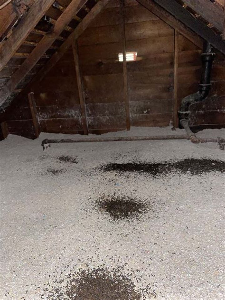 Do bats burrow in attic insulation?