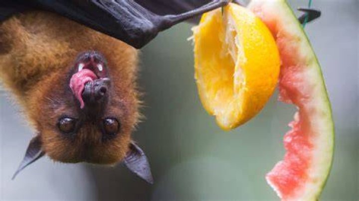 Do bats eat apples?