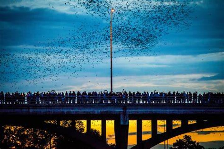 Do bats fly in the early morning?