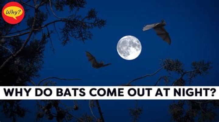 Do bats go out every night?