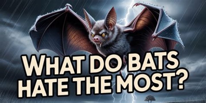 Do bats hate the smell of ammonia?