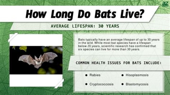 Do bats live together?