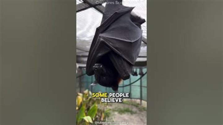 Do bats poop from their mouth?