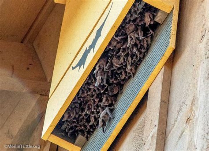Do bats really use bat houses?