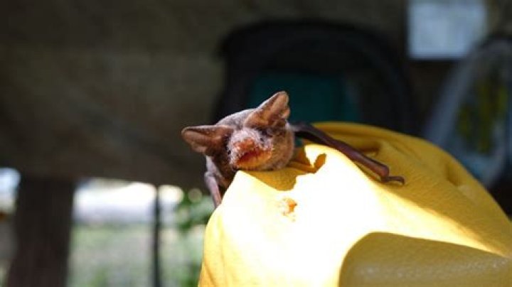 Do bats return to the same place?