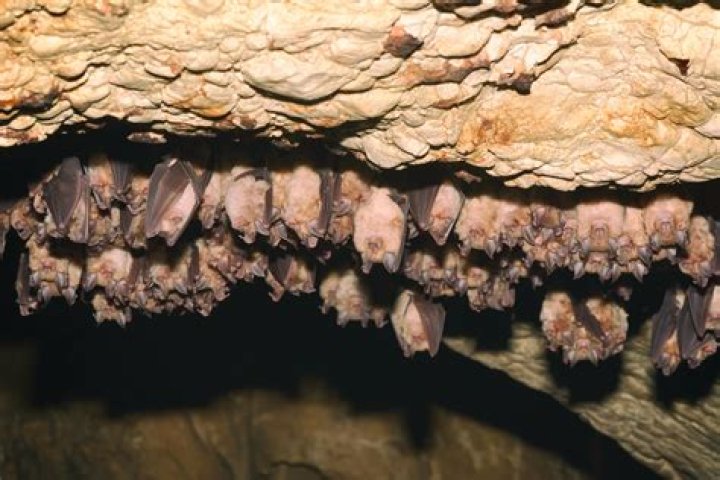 Do bats sleep?