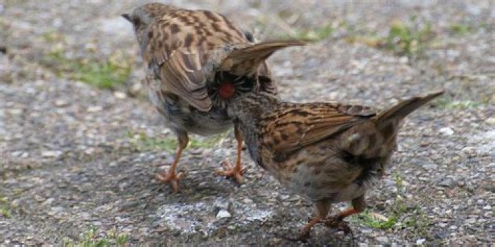 Do birds fart?