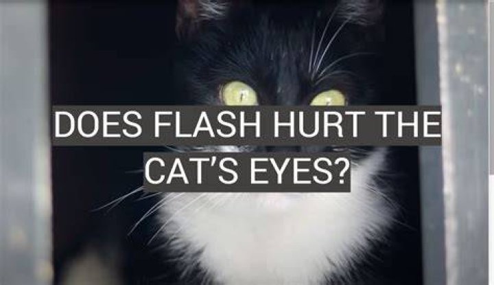 Do black lights hurt cats eyes?