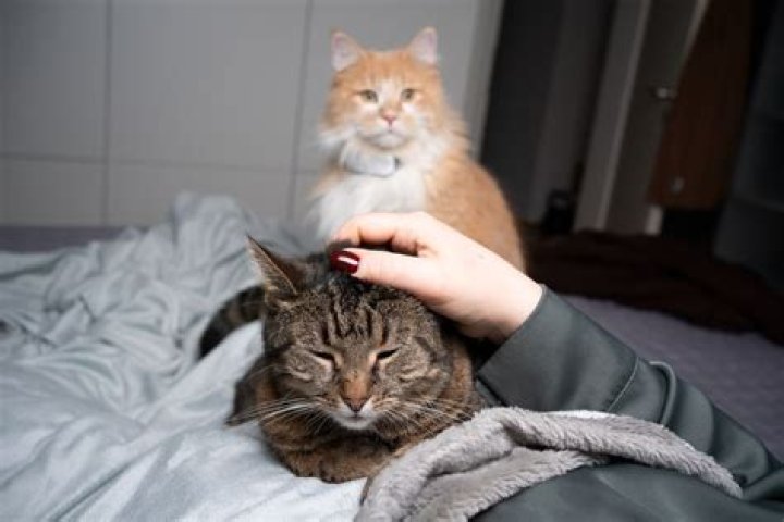 Do cats feel loved by their owners?