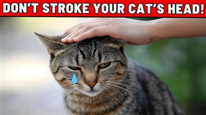 Do cats like being pet on the head?