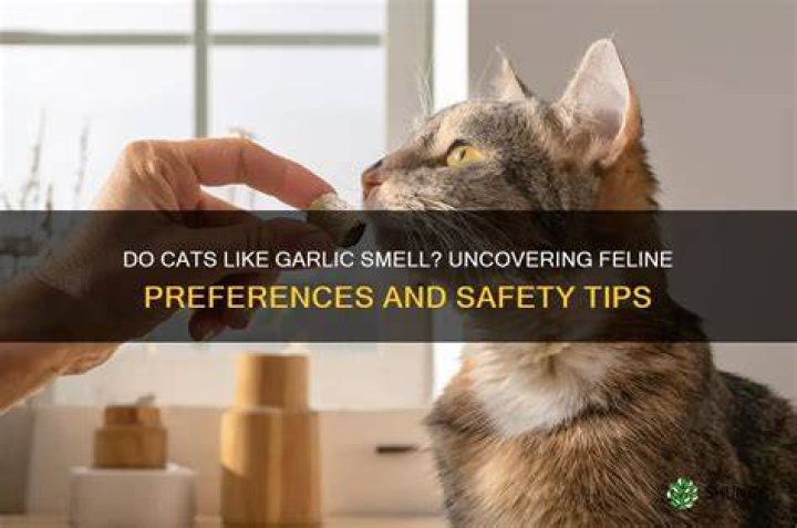 Do cats like garlic smell?