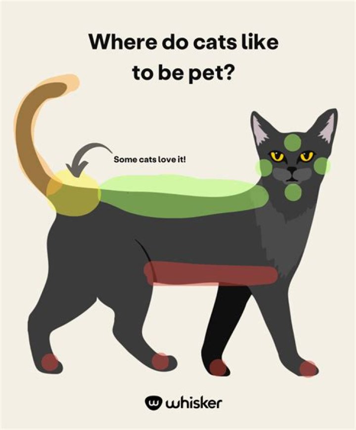 Do cats like to be held tight?