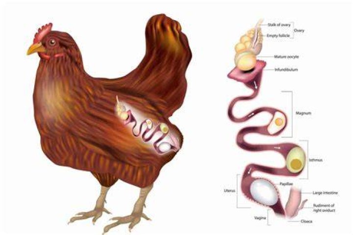 Do chickens lay eggs out vagina?