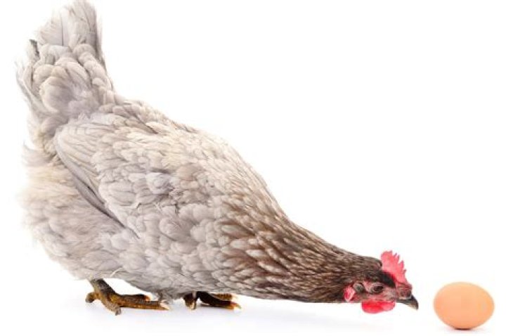 Do chickens poop and lay eggs from the same hole?