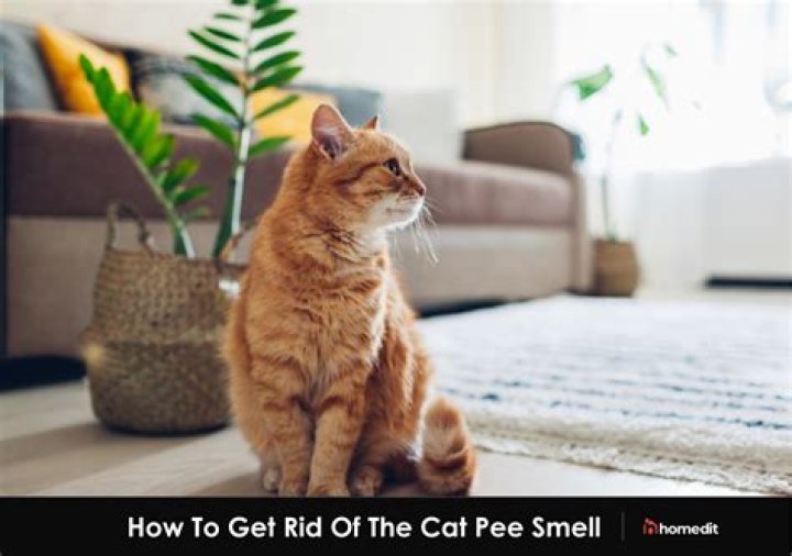 Do cigarettes have cat pee?