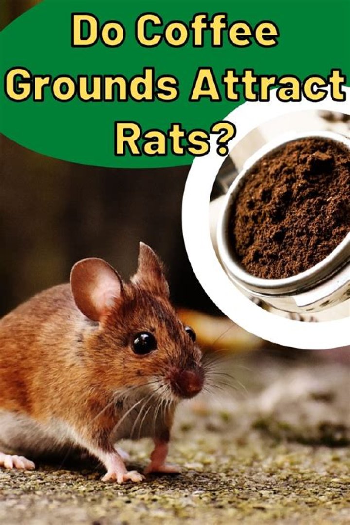 Do coffee grounds attract rats?