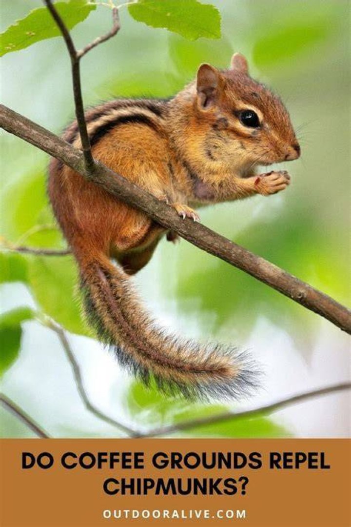 Do coffee grounds repel chipmunks?