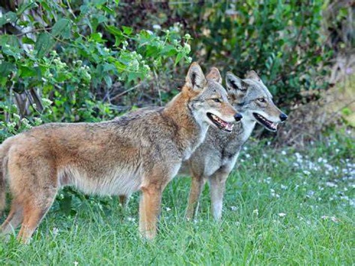 Do coyotes chew on deer antlers?