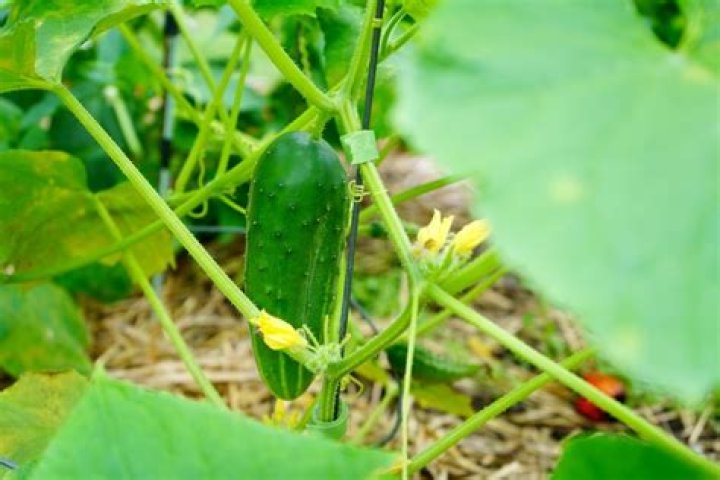 Do cucumbers prefer morning sun or afternoon sun?