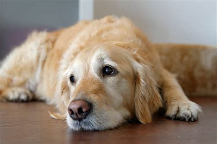 Do dogs cry tears?
