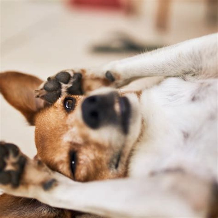 Do dogs cry when their puppies die?