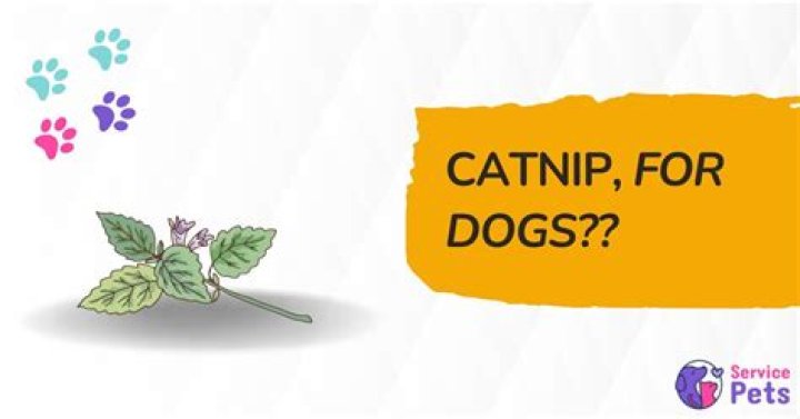 Do dogs have a catnip?