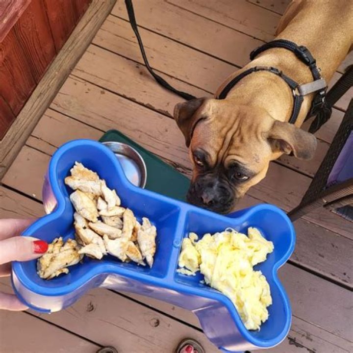 Do dogs like scrambled eggs?