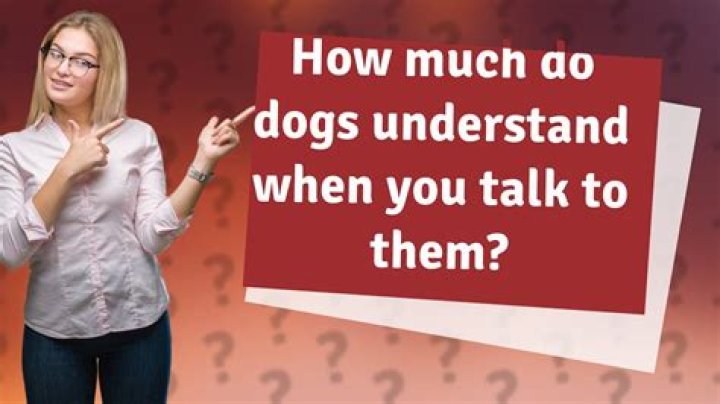 Do dogs understand when you talk to them?