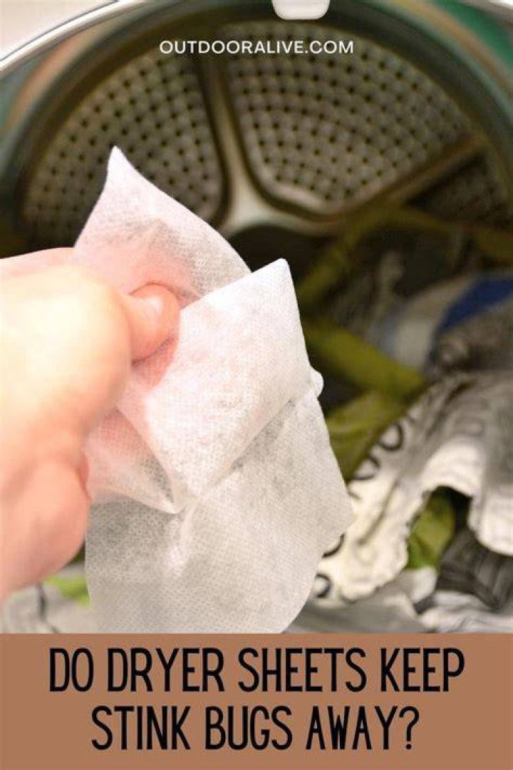 Do dryer sheets keep stink bugs away?