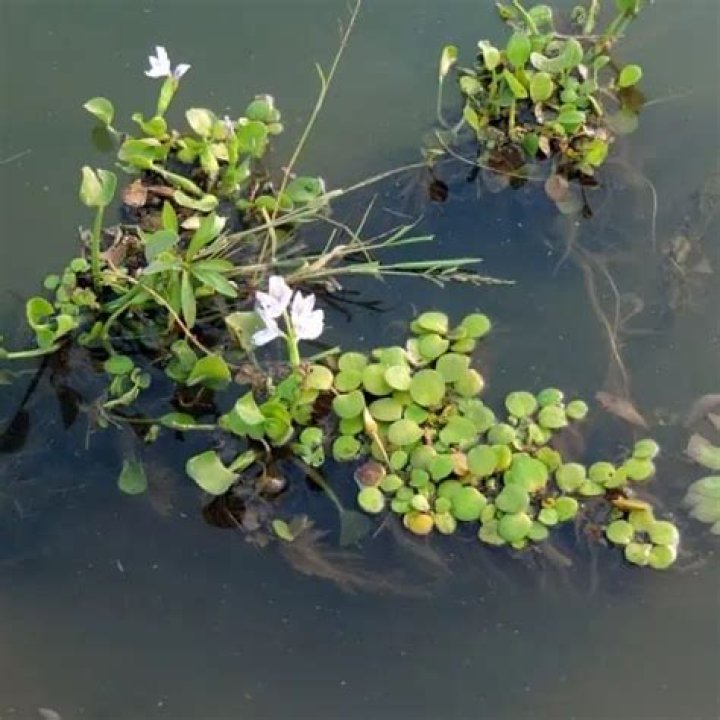 Do ducks eat Frogbit?
