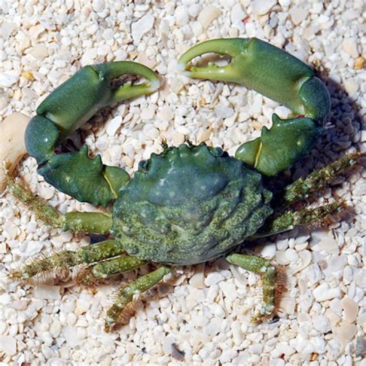 Do emerald crabs eat coralline?