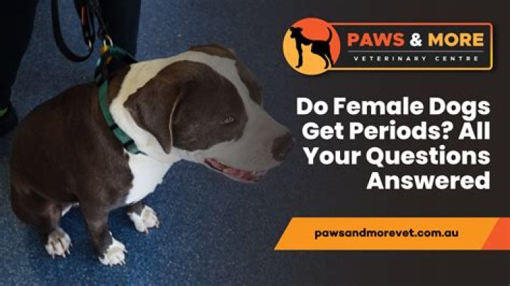 Do female dogs have periods?