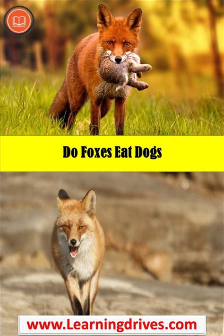 Do foxes eat dogs?