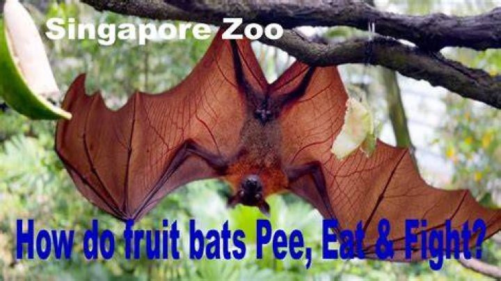 Do fruit bats eat coconuts?