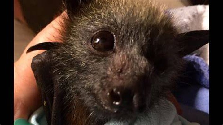 Do fruit bats eat grapes?