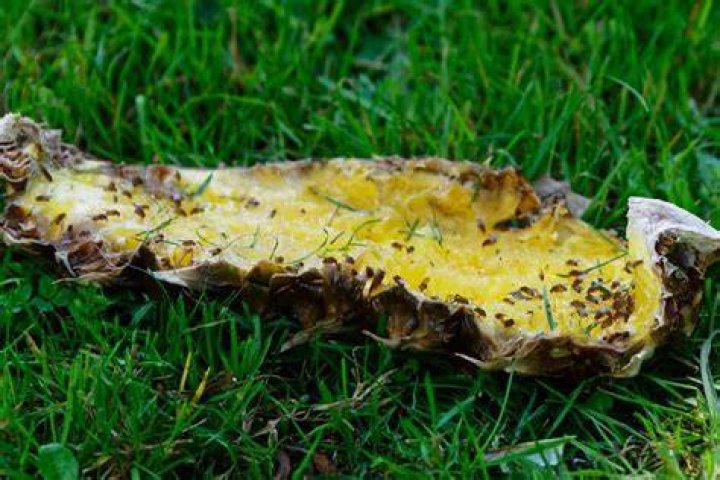 Do grass clippings attract flies?
