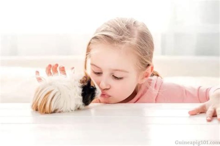 Do guinea pigs understand kisses?