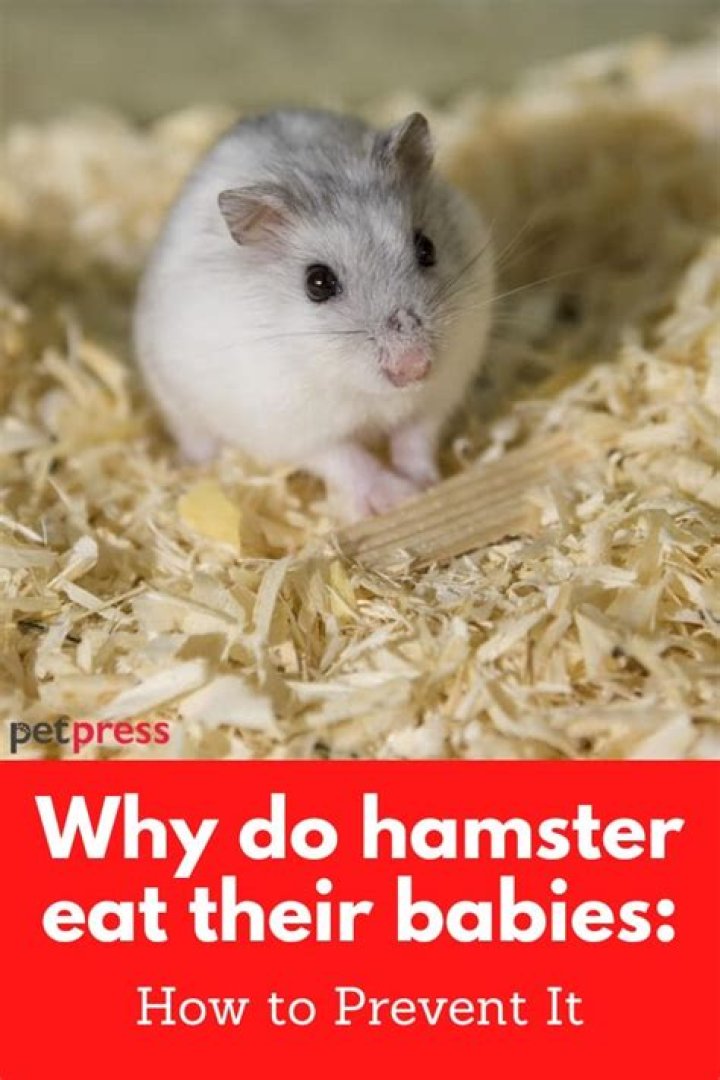 Do hamster eat their babies?