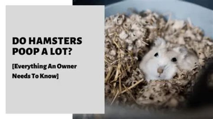 Do hamsters poop a lot?