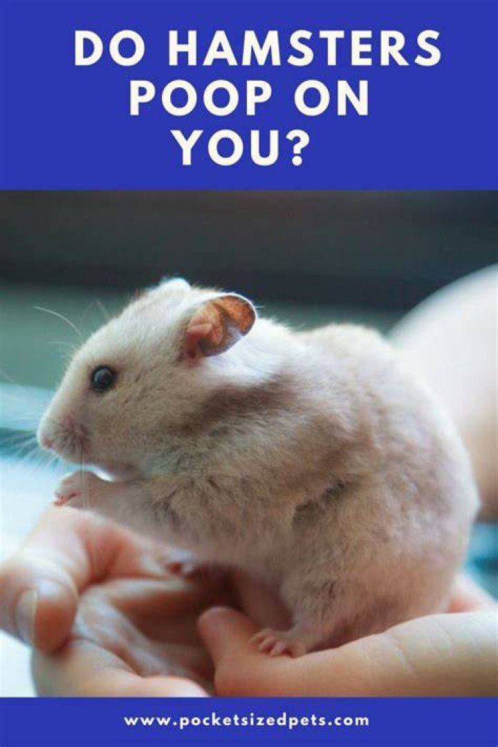 Do hamsters poop out of their mouth?