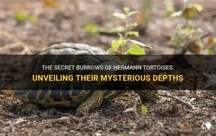 Do Hermann tortoises burrow?