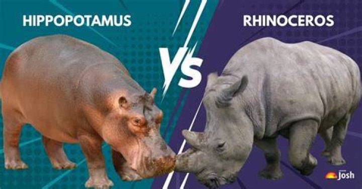 Do hippos and rhinos fight?