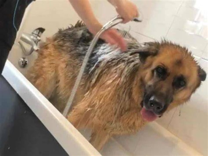 Do hoarders bathe?