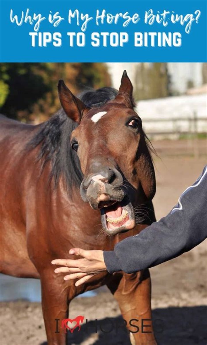 Do horses bite?