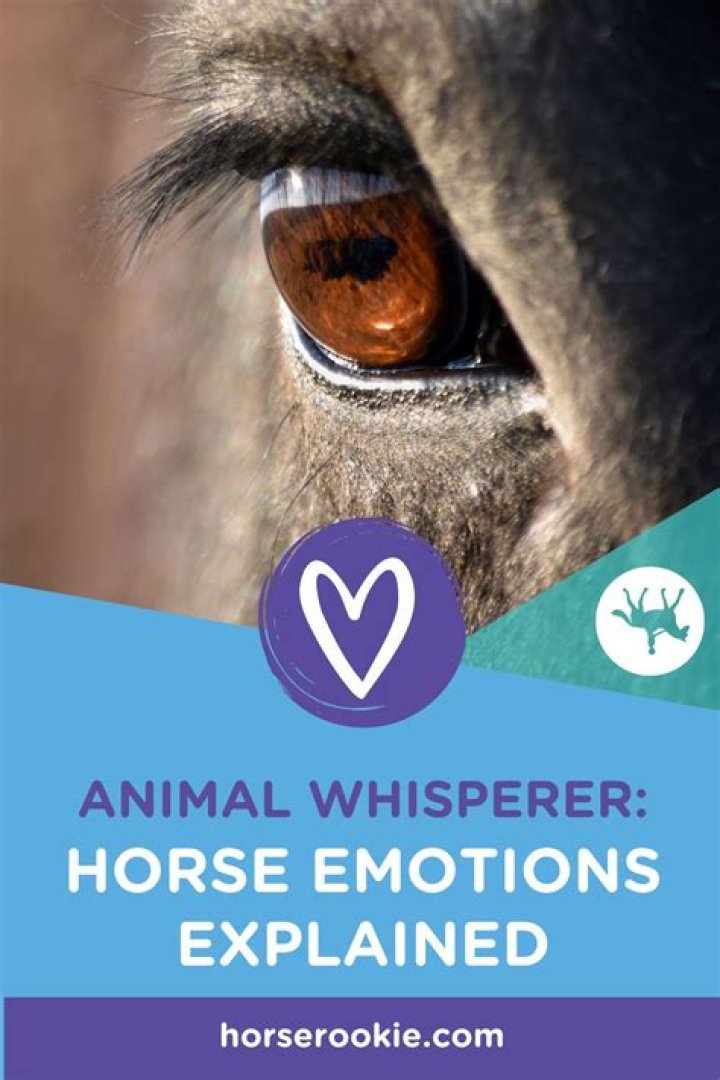 Do horses have emotions?